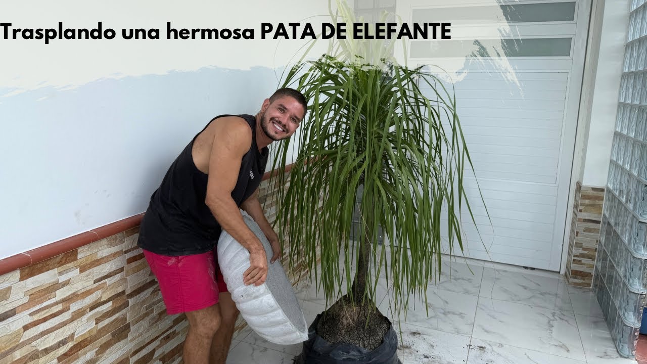 Oficialmente EMPIEZO MI COLECCIÓN DE PALMAS PONY