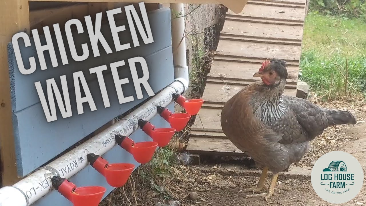 Chicken Coop Updates - New Watering System and More!