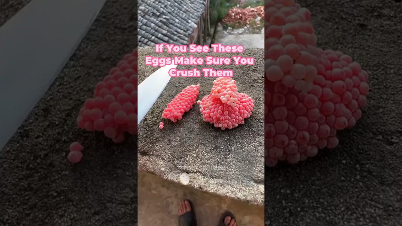 Always Destroy These Eggs! #shorts