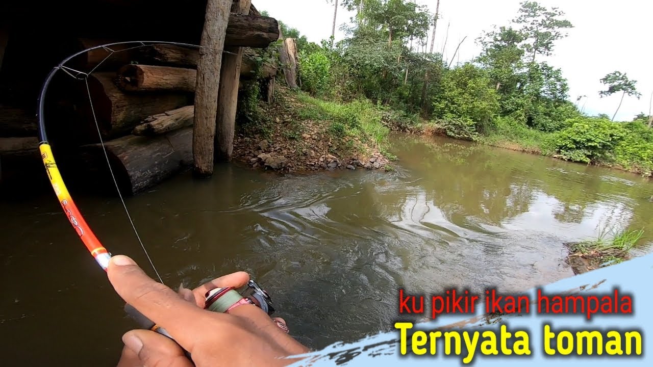 DIKIRA TARIKAN HAMPALA PADAHAL TOMAN😱