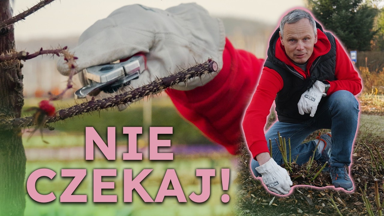Marzec w różance: Co zrobić TERAZ? Przesadzanie, nawożenie i cięcie Rugos!