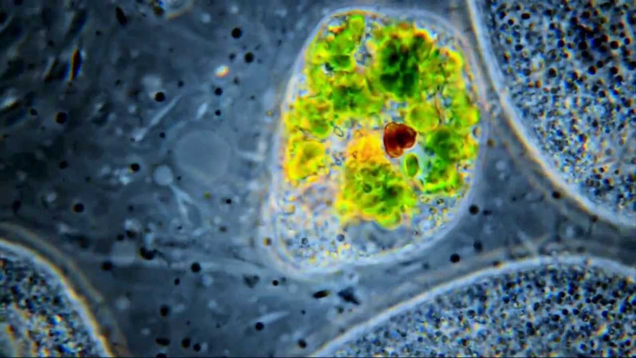Amazing Microscopic HD Video! Euglena veridis. Structural Detail @ 1000X. 1080p!