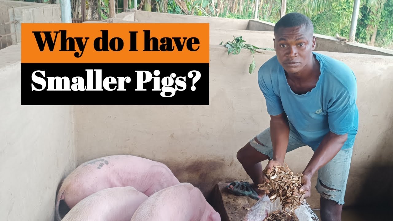 Four (4) factors that causes poor or stunt growth in pig farming || Pig Farming in Nigeria