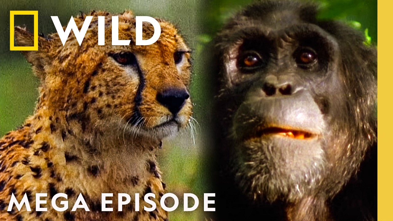 Unpredictable Animal Killers | World's Deadliest MEGA Episode | Nat Geo Animals