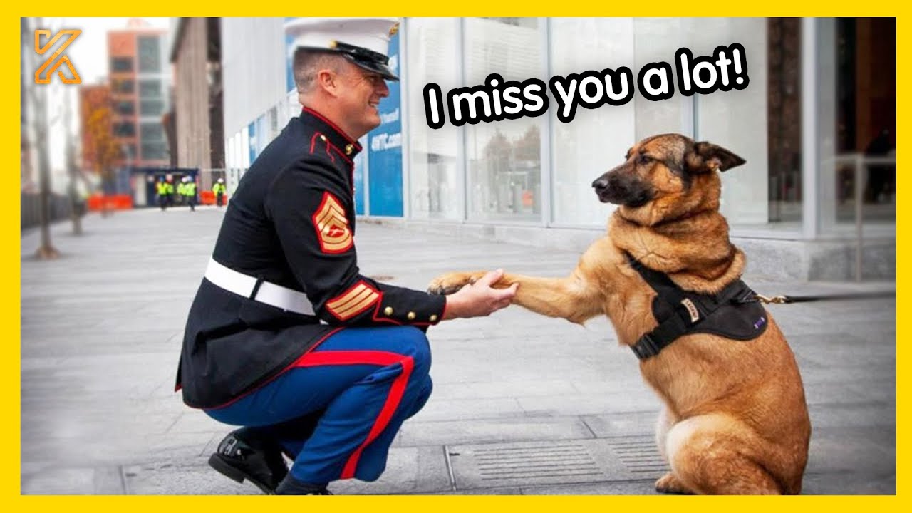 🐕 FULL  Most Heartwarming Animals Reunion with Their Owners 💘 That Will Tug at Your Heartstrings