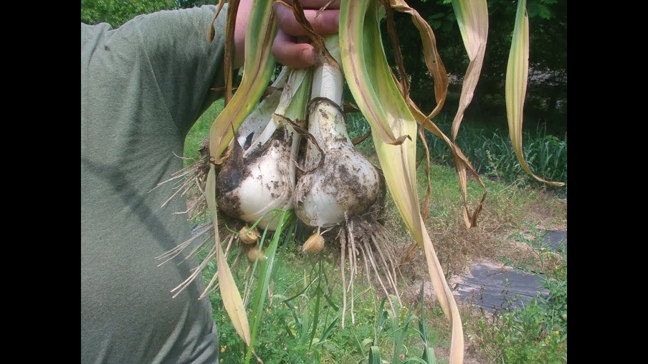 How To Grow Elephant Garlic Corms