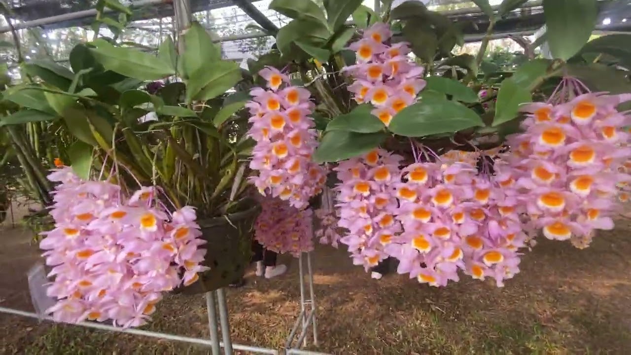 พาชมงานเหลืองจัน #บาบูสินค้าเกษตร #ขายกล้วยไม้ป่าแท้ #orchid #บ้านและสวน 