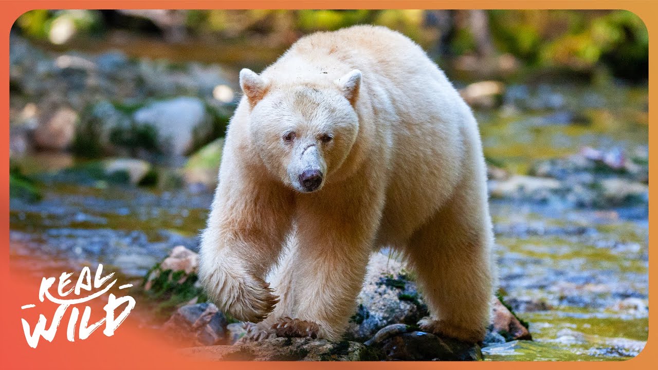 The Elusive Spirit Bears Living In The Most Unique Rainforest On Earth