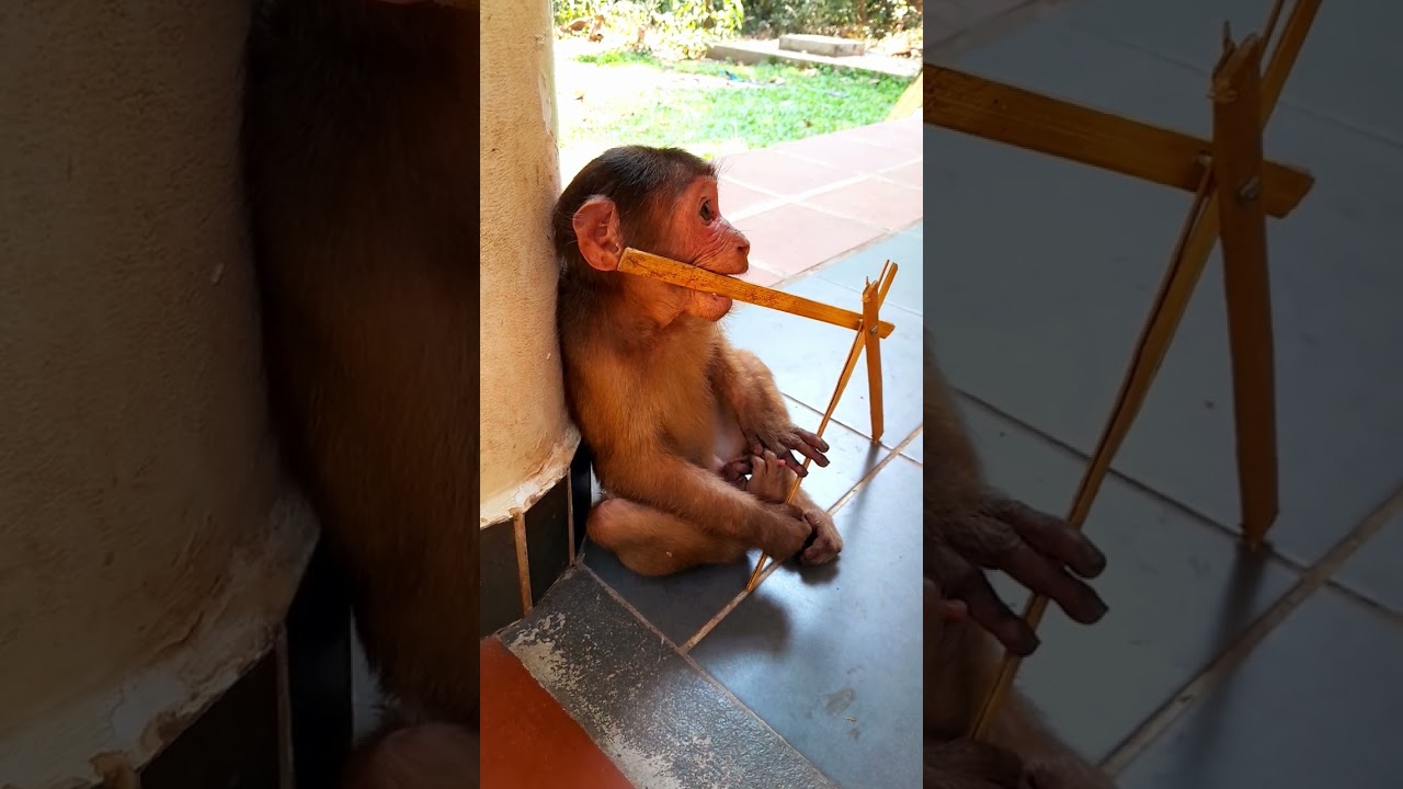 Smart little monkey Balu playing alone so adorable #shorts