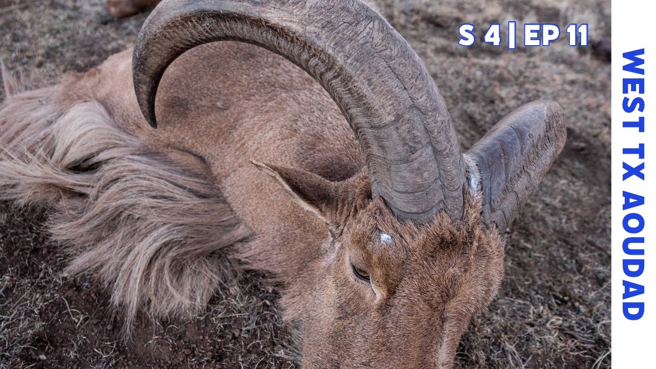 Season 4 Episode 11 - GIANT AOUDAD RAMS DOWN in West Texas!