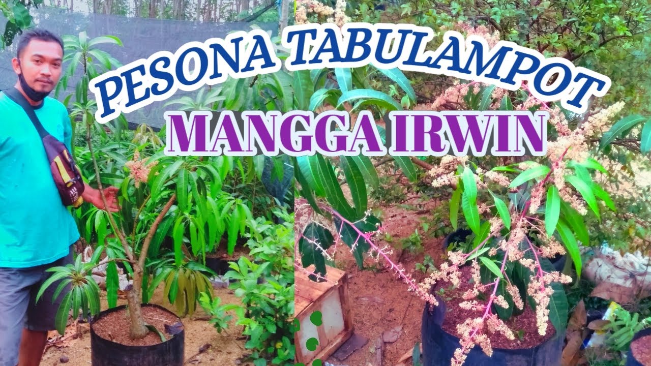 MANGGA IRWIN FULL BUNGA #admin bibit 0858-9927-3091