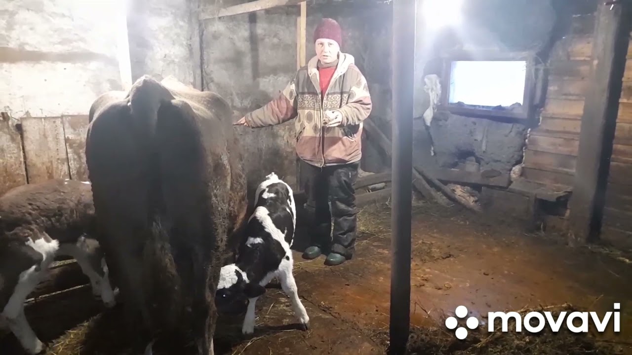 Два теленка под одну корову. Эксперимент продолжается.