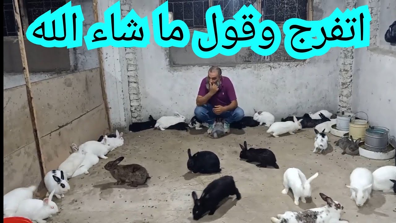 ليه حطينا الارانب على الارض وازاي تستغل المكان واتفرج على جمال وحلاوة الارانب وقول ما شاء الله