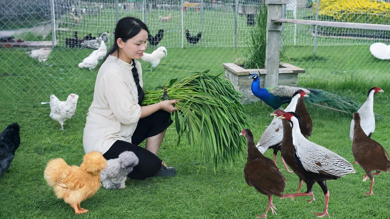 165 Days Building a Pheasant Farm from Nothing – Incredible Transformation