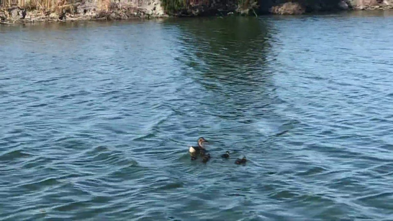 Peaceful Duck Family ~