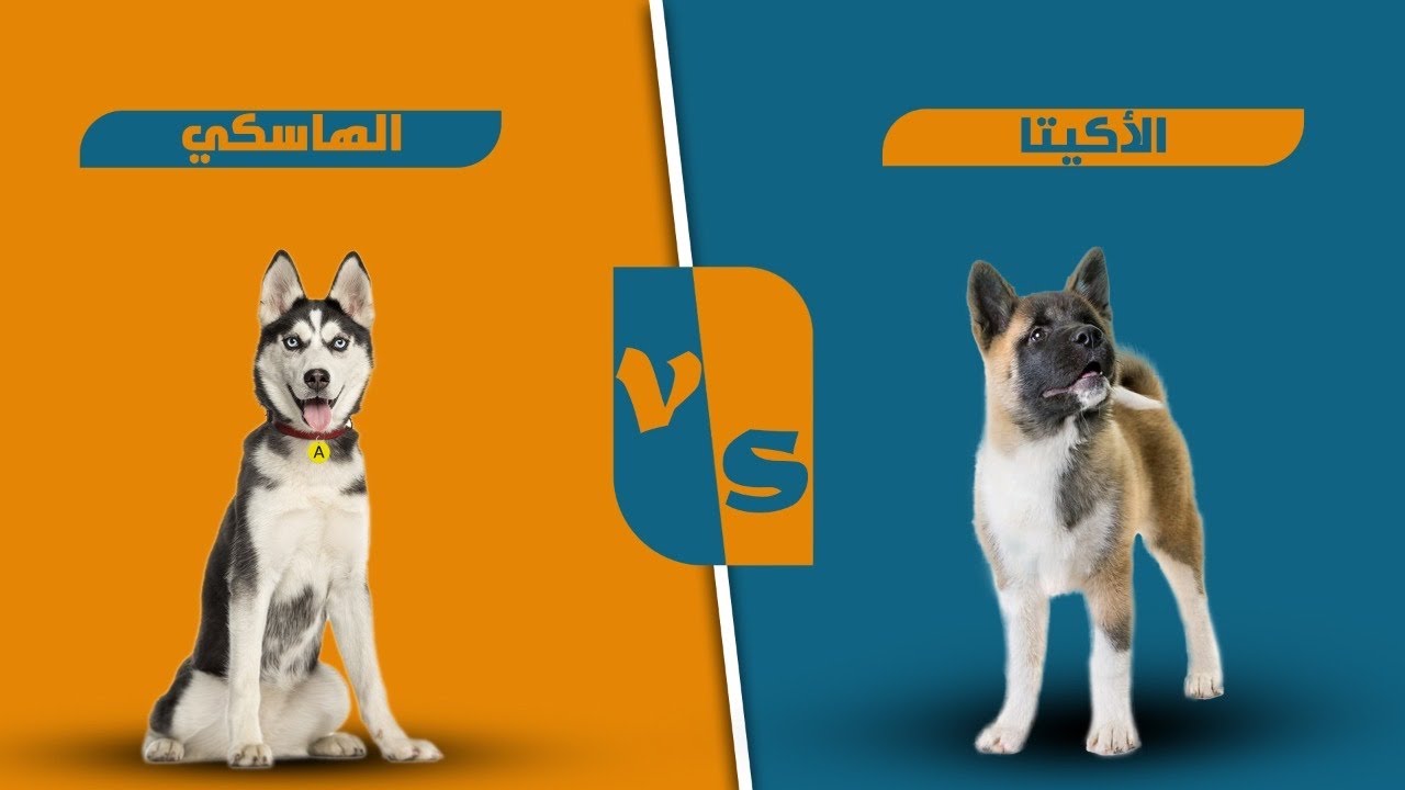 الهاسكي ضد الأكيتا الأمريكي - V#87.
