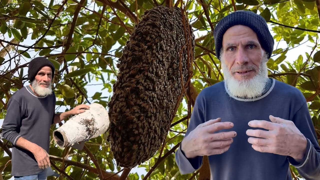 مغامرة خالي موسى في المنحل: الصندوق العجيب.