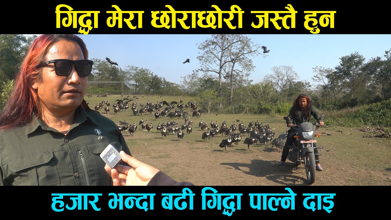 नवलपुरको जंगलमा भेटिए गिद्धालाई छोराछोरी जस्तै गरी पाल्ने दाइ, मासु खान संसारभरीबाट गिद्धा आउँछन्