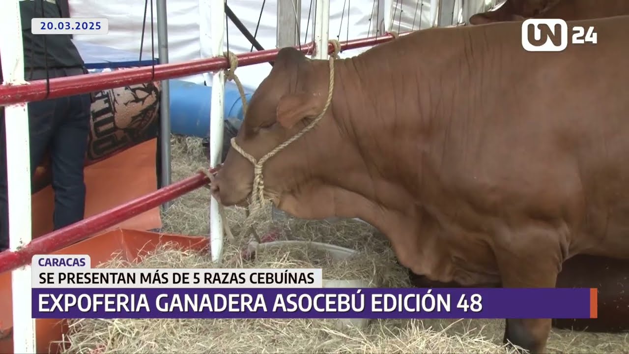 Celebran riqueza del ganado venezolano en la Feria del Cebú en Caracas