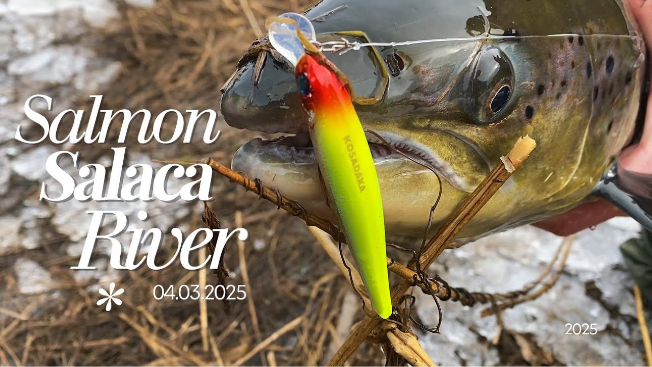 Salmon Salaca River 2025-04-03