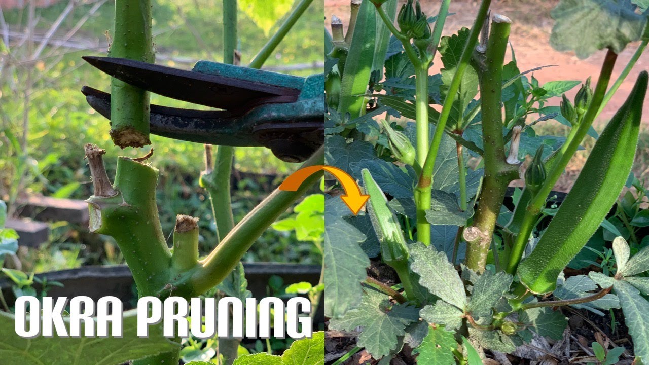 How To PRUNE OKRA from Cutting Produce More Fruit