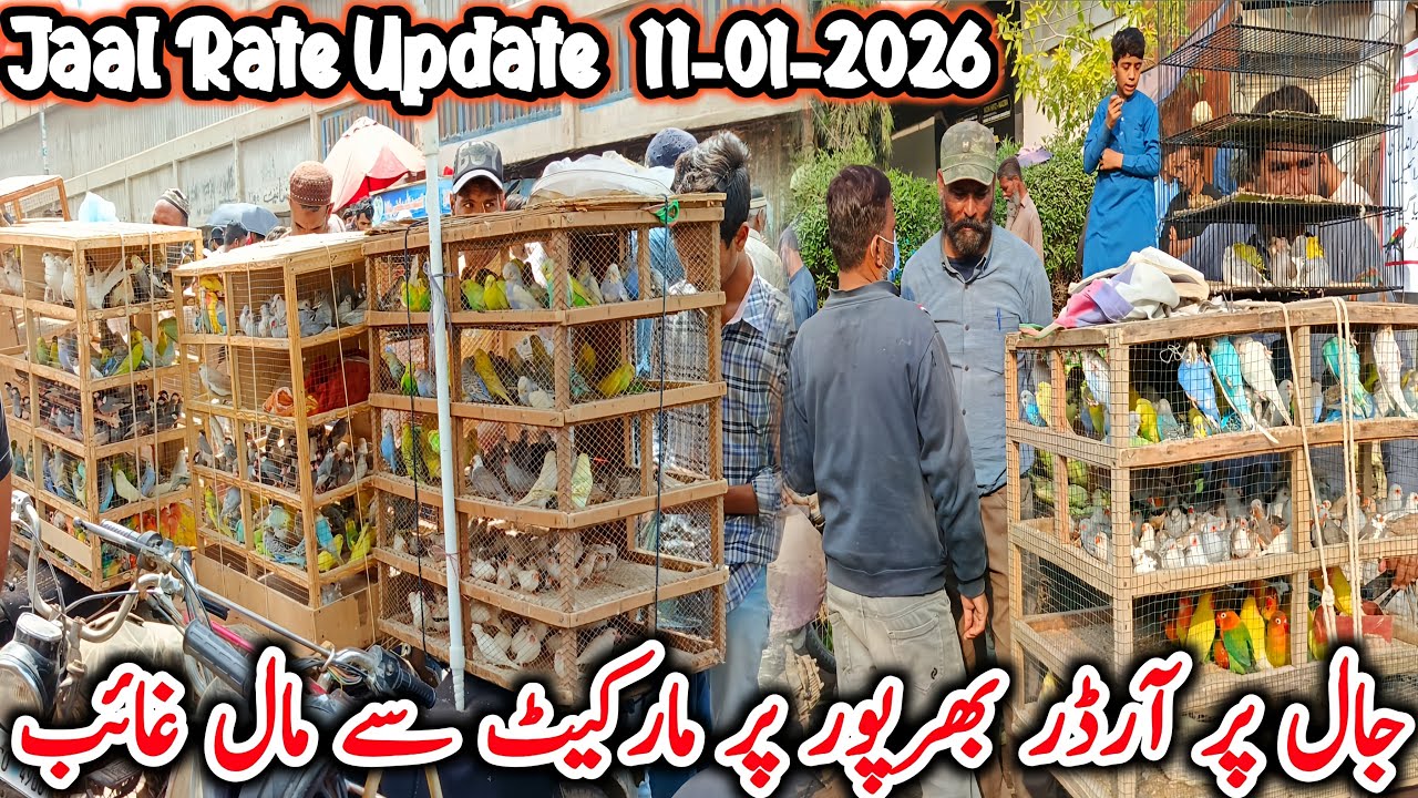 Lalukhet Sunday Birds Market Jaal Rate update 2026 @SYEDBIRDS