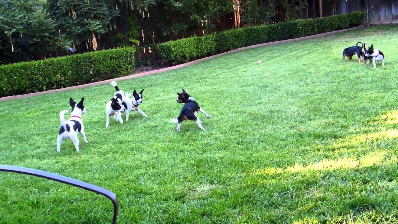 New Rattitude Rat Terriers ( California )