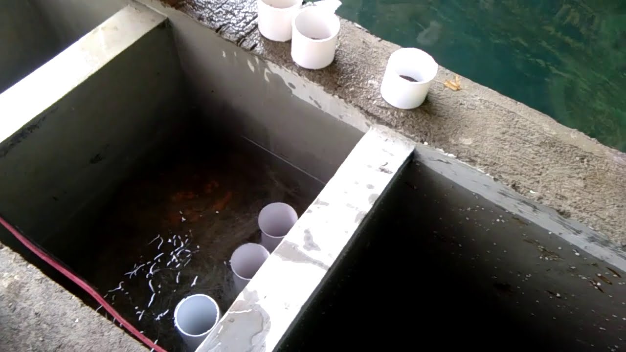 tes kebocoran kolam koi