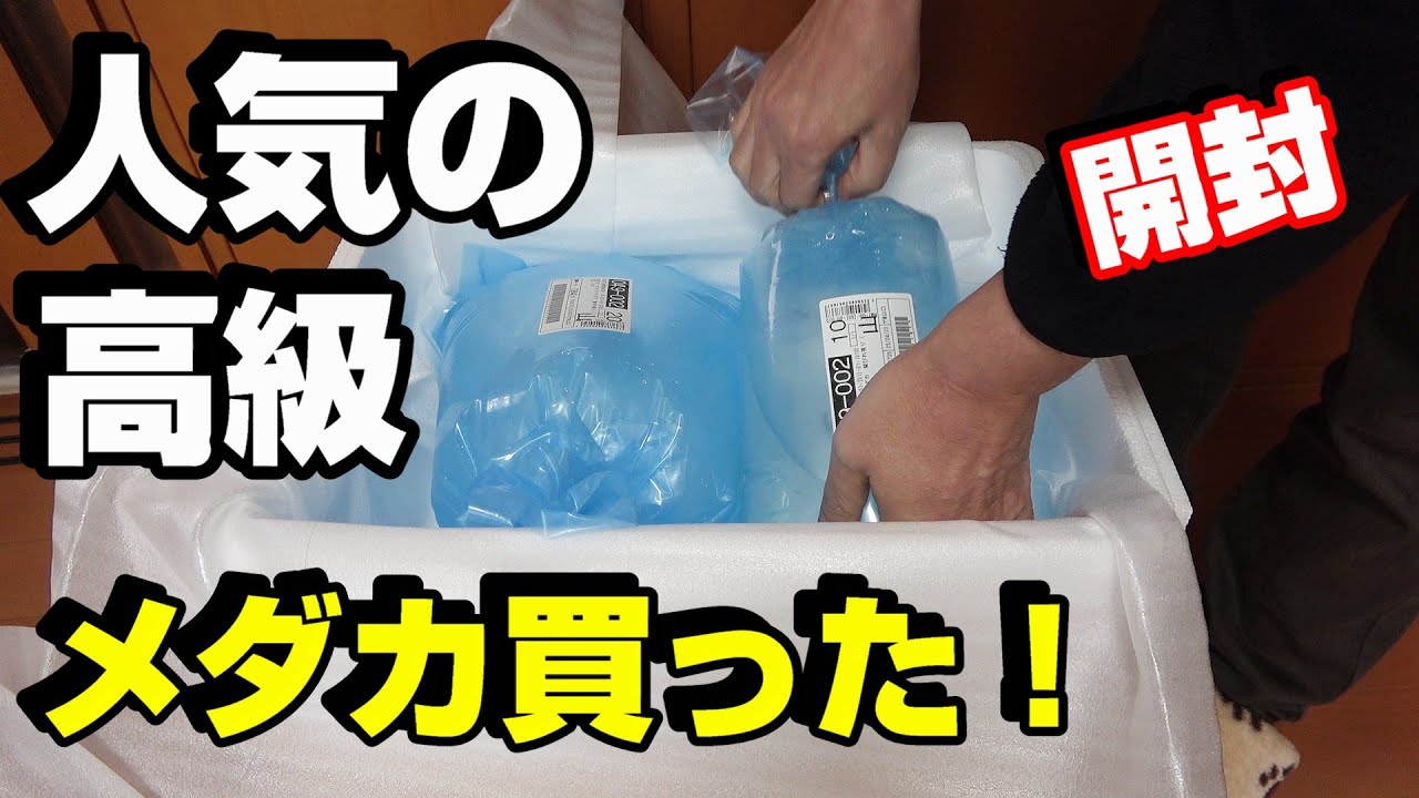 【メダカ】大人気の品種を購入して繁殖に挑戦！