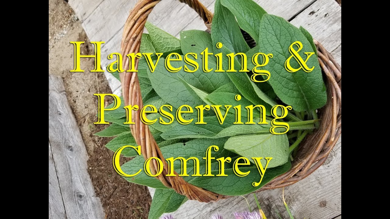 Harvesting & Preserving Comfrey
