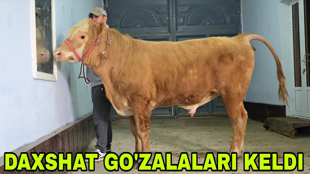 Azamatjon ukamizga  yangi partiya smentallarni nilufar gullari keldi 14-mart, 2026