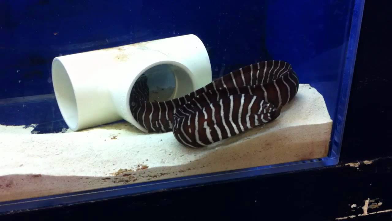 Zebra Moray Eel eating crayfish
