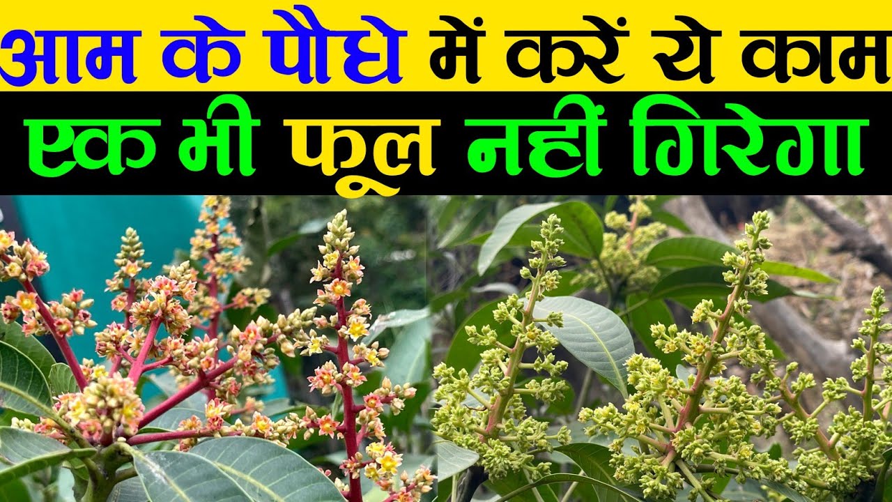 आम के पौधे में करें यह काम एक भी फूल नहीं झड़ेगा | Mango Tree Care In Pots | Aam Ke liye khad
