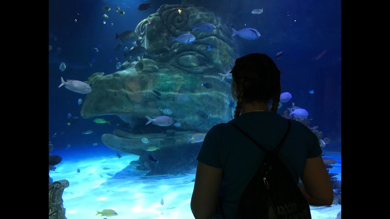 NAIDC VLOG | DAY 2