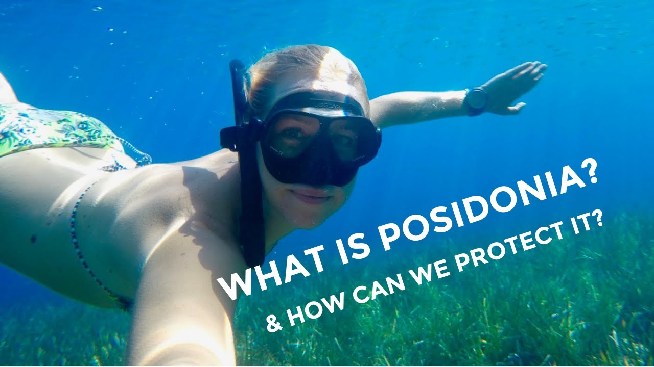 What is Posidonia Oceanica? & How can we protect it as sailors? Eps. 3