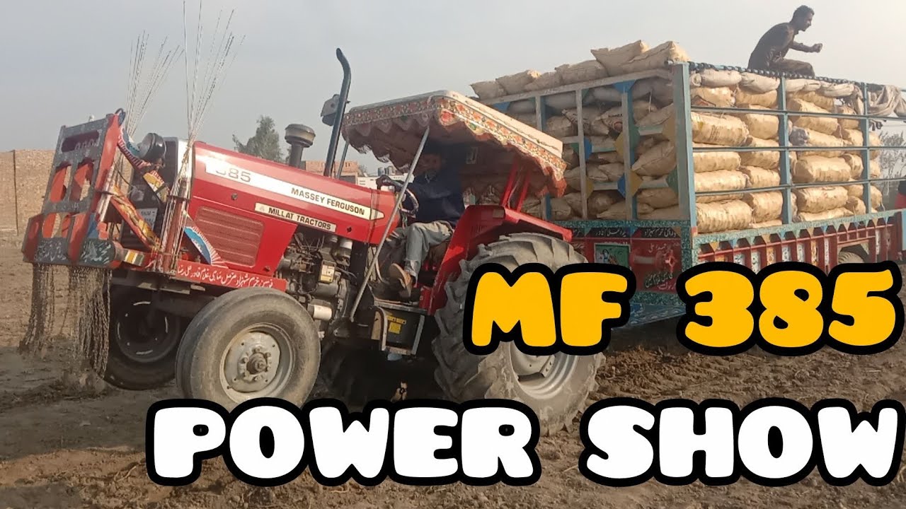 Massey Ferguson 385 | MF 385 loading potato trolley havey 🥔 #tractor #farming #agriculture 