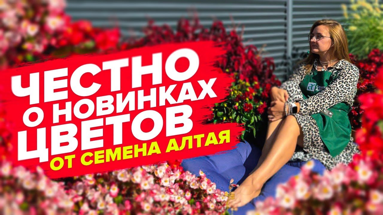 НОВИНКИ ЦВЕТОВ СЕМЕНА АЛТАЯ В 2024! Опыт выращивания. Вербена бонарская