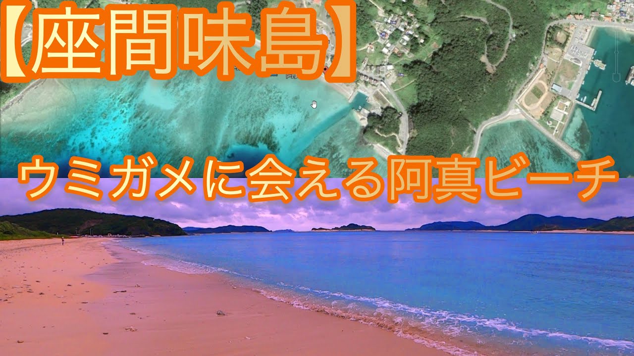 【座間味島】海亀に会える阿真ビーチ☆ウミガメに会うならココ！