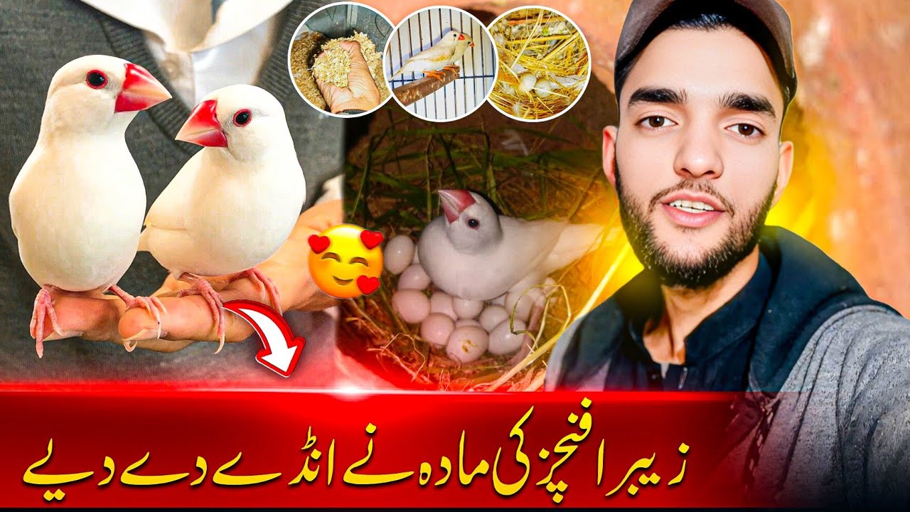 زیبرا فنچز کی مادہ نے انڈے دے دیے