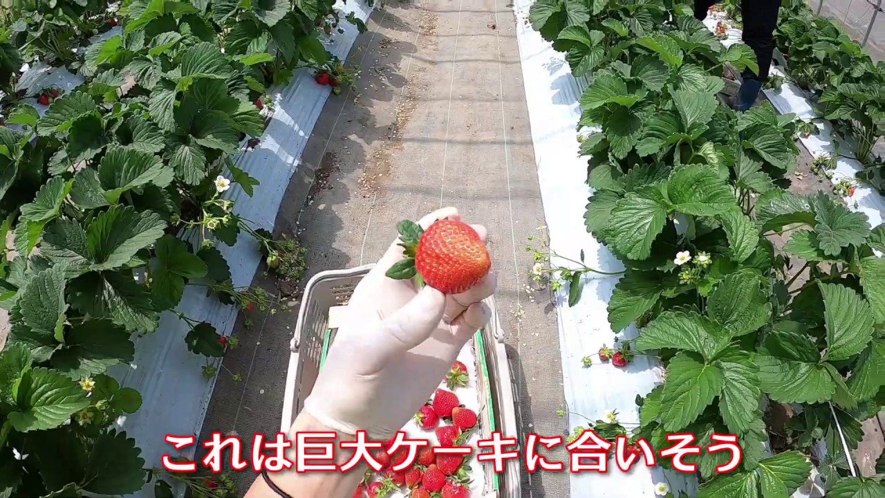 【ファームキトラ】いちご狩りが始まりました！収穫の様子(strawberry greenhouse)【6/2】