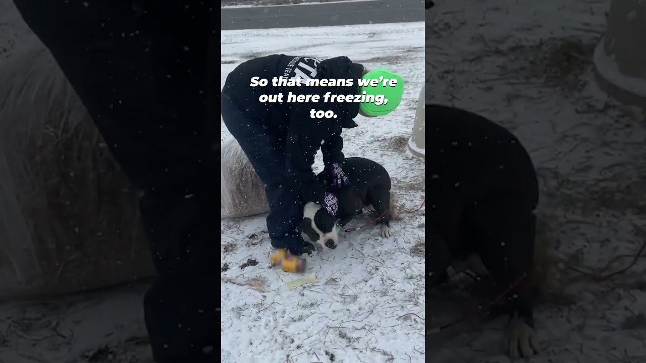 Dog Left Tied Up in the Snow Gets Help