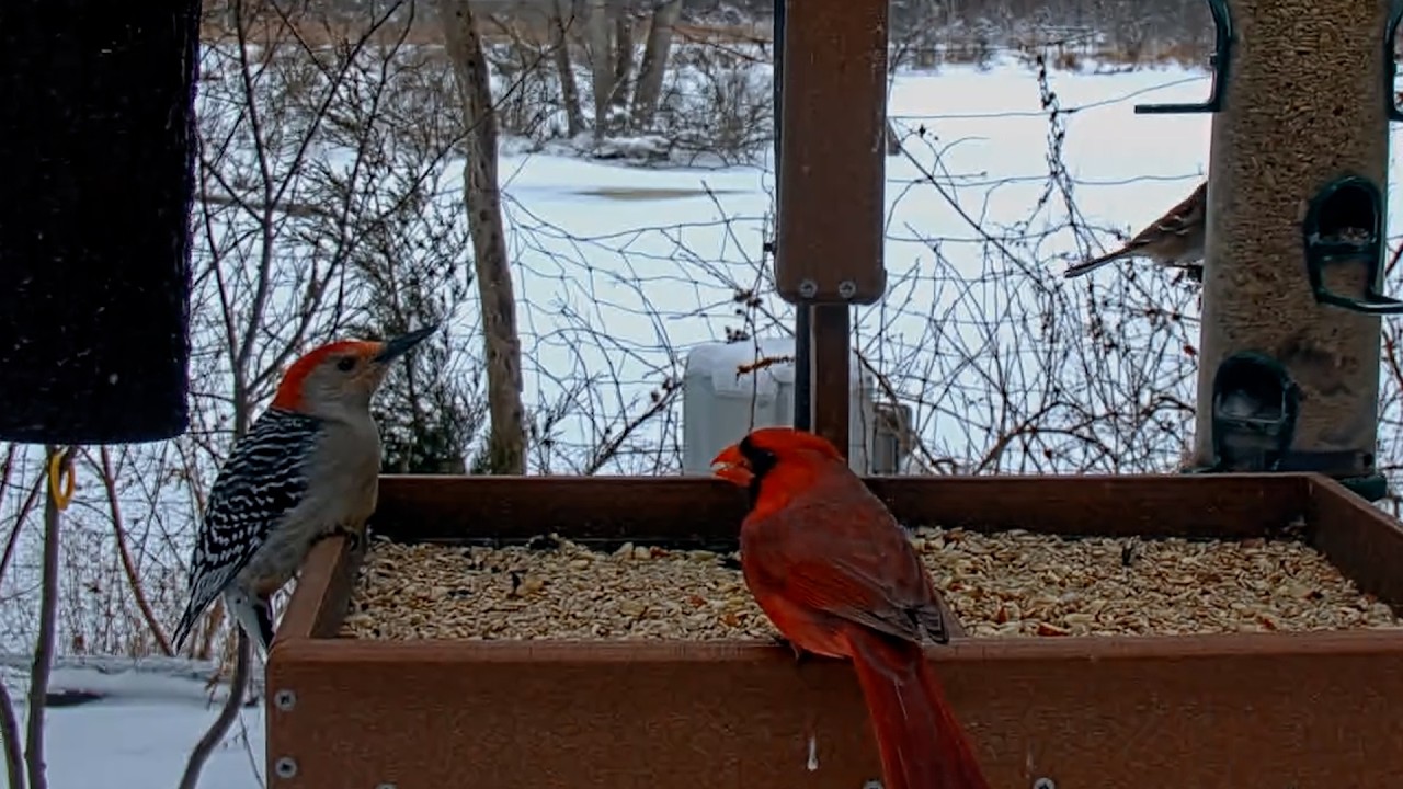 Nonstop Cardinal, Blue Jay, And Woodpecker Action At Cornell Feeders – Feb. 24, 2026
