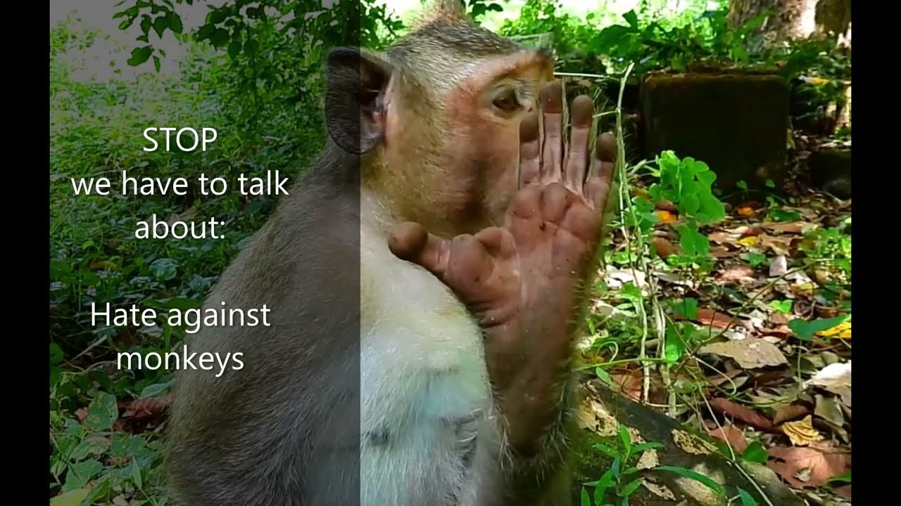 STOP - we have to talk about: Hate against monkeys