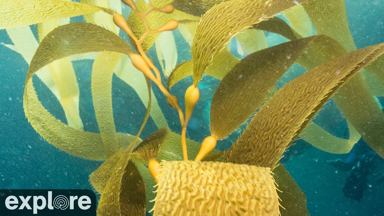 Anacapa Ocean - Channel Islands National Park Cams