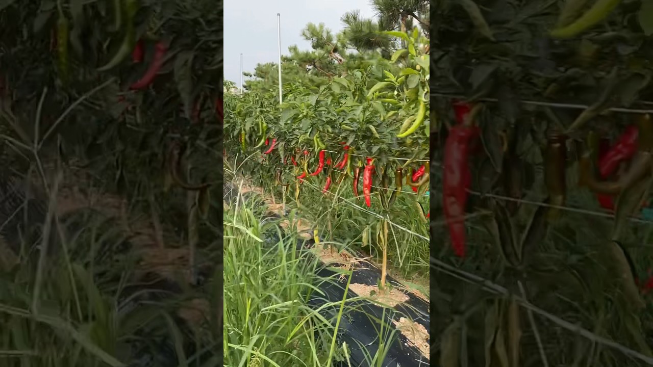Wow today visit farm pepper 🌶️ so many #beach #travel #garden #nature