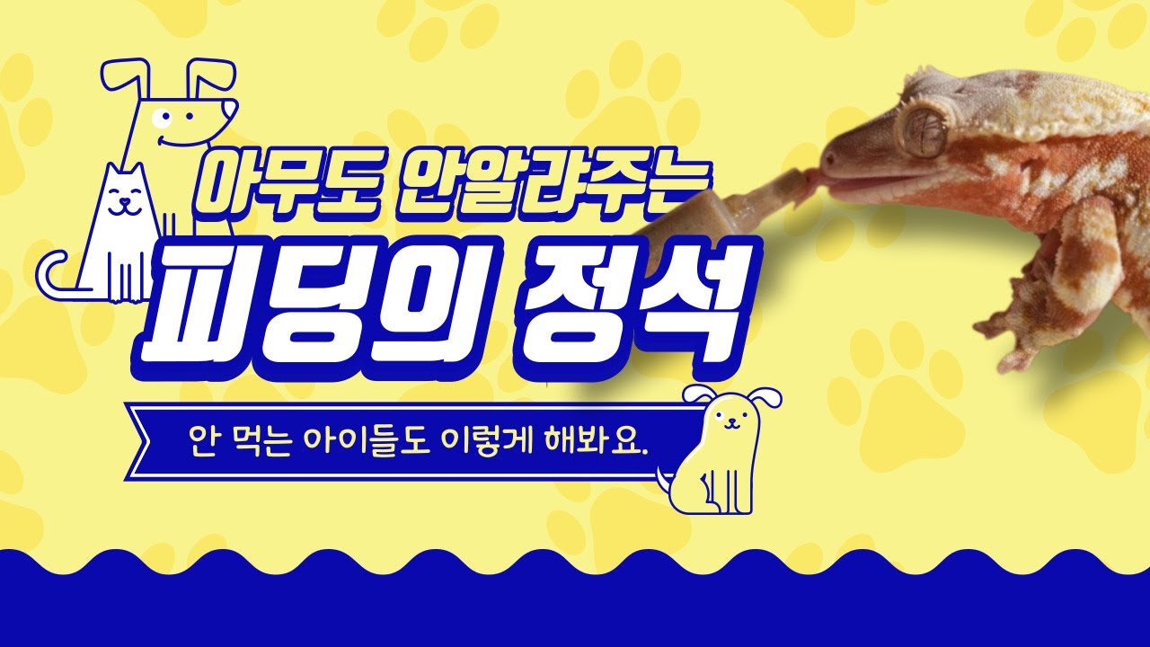 크레스티드 게코 피딩의 정석을 알려드립니다. 슈퍼푸드는 이렇게 먹여주세요.