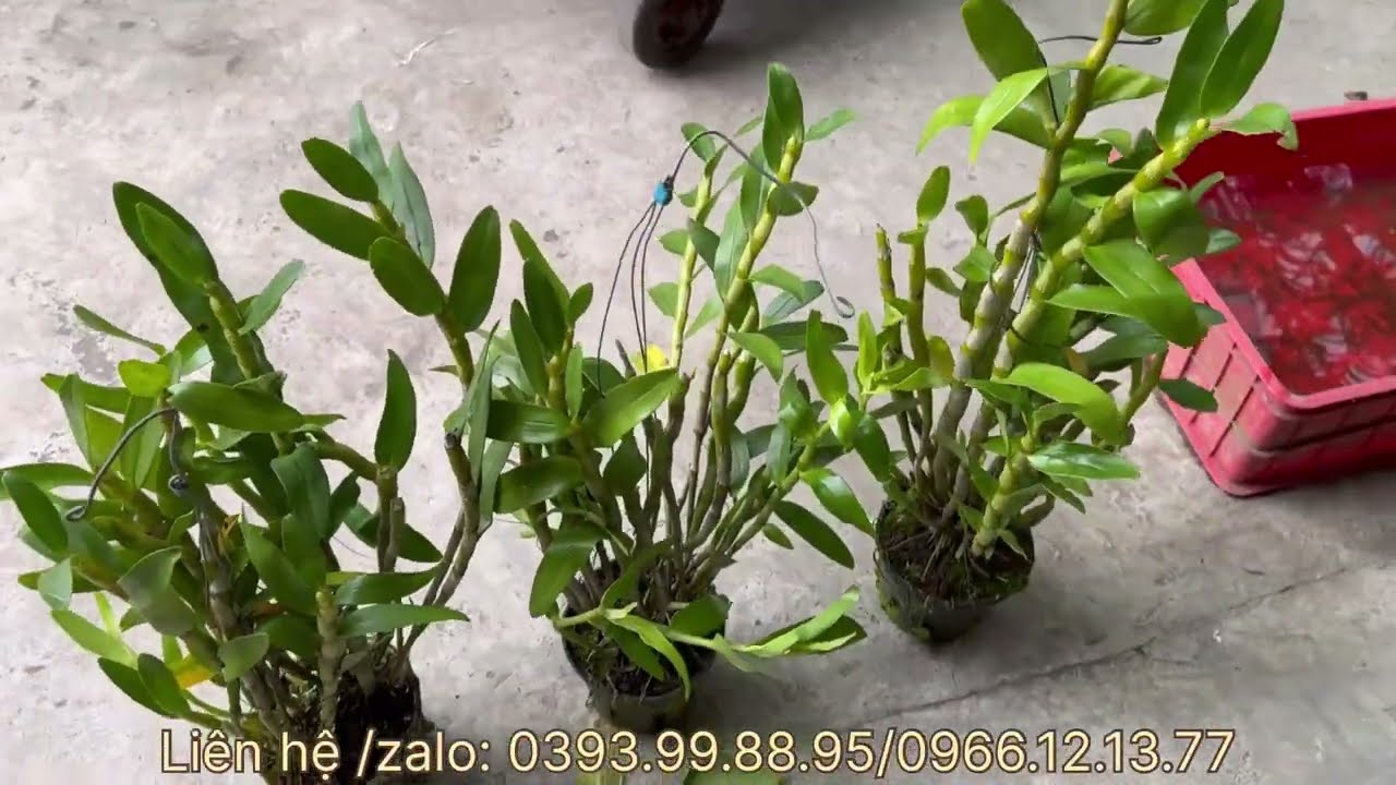 Cập bến rất nhiều loại hoa Lan rẻ chất lượng..Lh 0393998895/0966121377