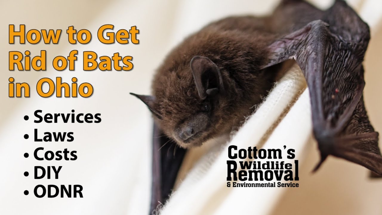 How & When CWR Removes Bats From Attics In Ohio, Costs, DIY, ODNR Laws, Exclusion, Bat Guano Cleanup