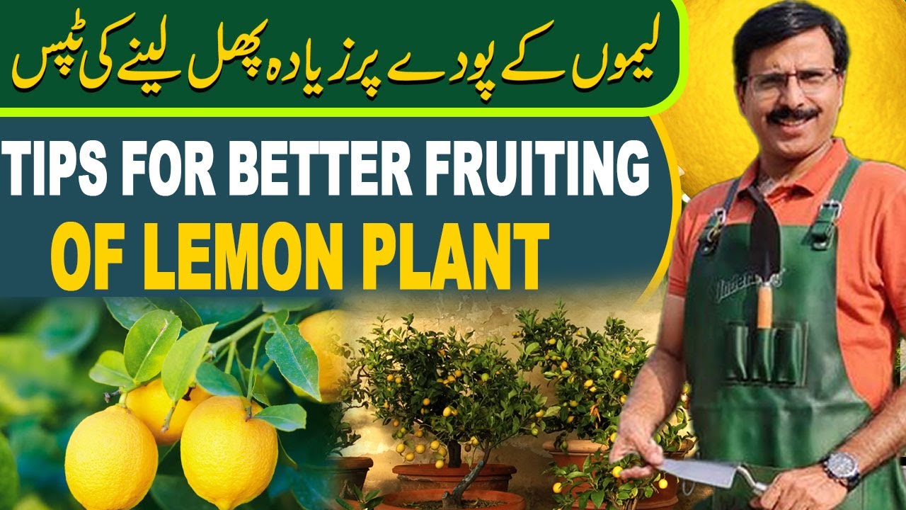 Tips For Better Fruiting Of Lemon Plant | Gardening With Javed Iqbal