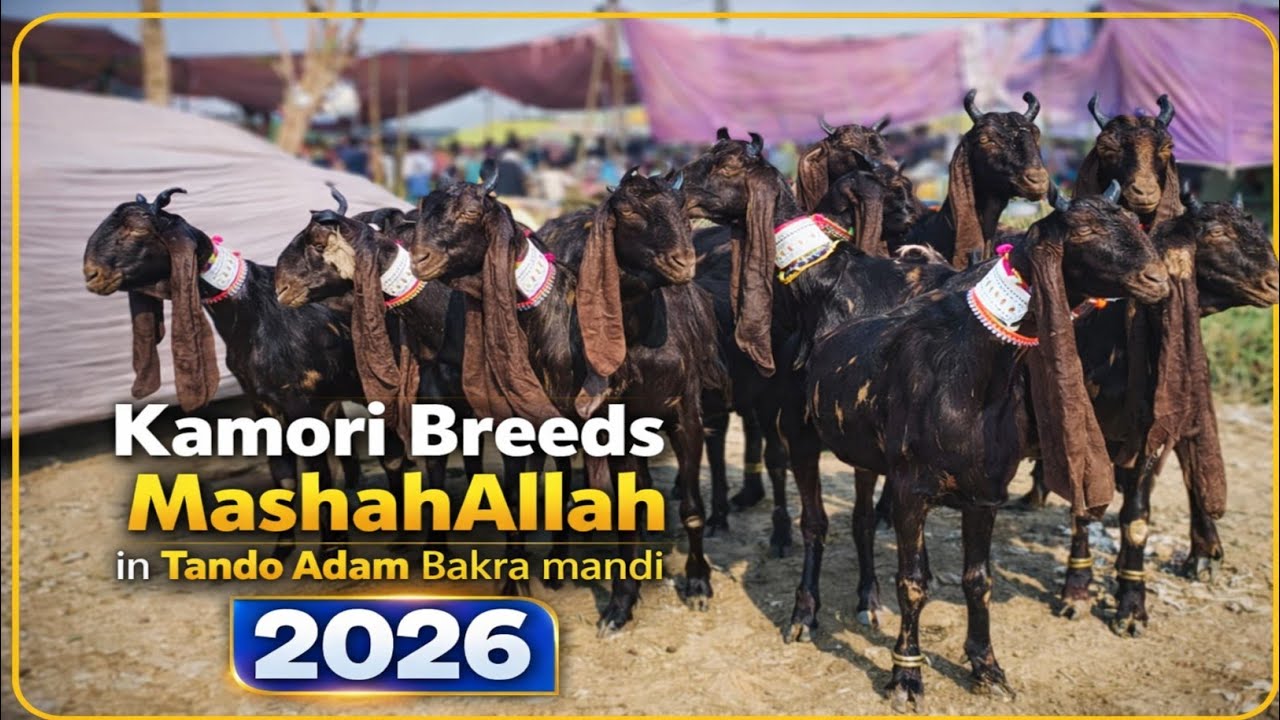 Tando Adam Bakra mandi | Kamori | pateri | Gulabi | Tapri. | mix Breeds Latest Update 2026